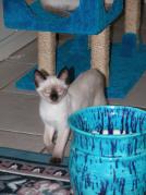 kittens - 071007 18